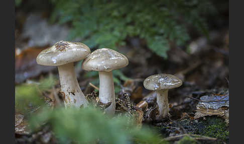 Nebelgrauer Trichterling (Clitocybe nebularis)