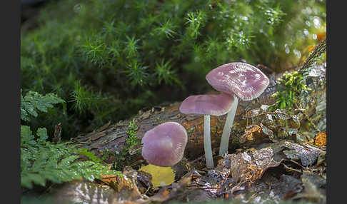 Gemeiner Rettichhelmling (Mycena pura)