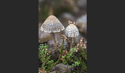 Punktiertsporiger Düngerling (Panaeolus olivaceus)