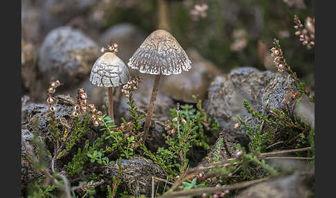 Punktiertsporiger Düngerling (Panaeolus olivaceus)