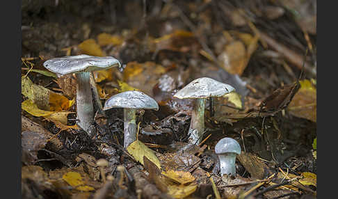 Weißvioletter Dickfuß (Cortinarius alboviolaceus)