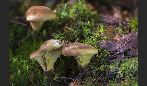 Samtfuß-Krempling (Paxillus atrotomentosus)