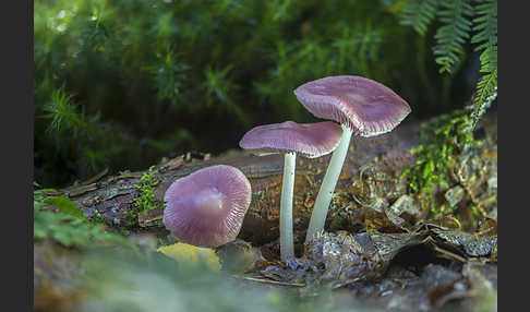 Gemeiner Rettichhelmling (Mycena pura)