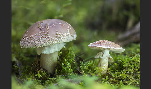 Perlpilz (Amanita rubescens)