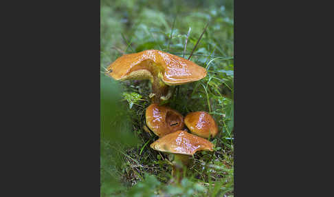 Goldröhrling (Suillus grevillei)