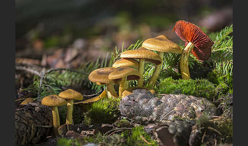 Blutblättriger Hautkopf (Cortinarius semisanguineus)