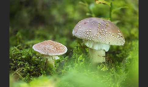 Perlpilz (Amanita rubescens)