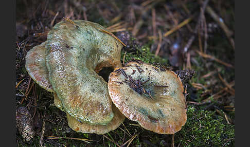 Fichtenreizker (Lactarius deterrimus)