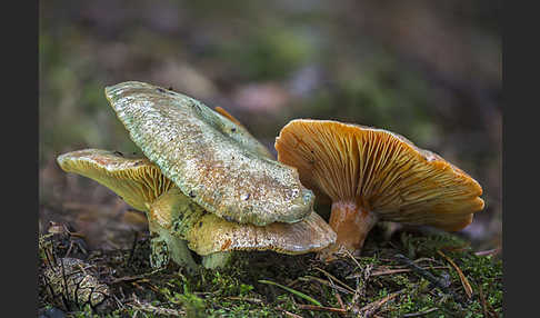 Fichtenreizker (Lactarius deterrimus)