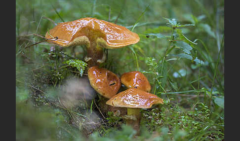 Goldröhrling (Suillus grevillei)