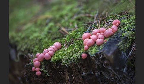 Blutmilchpilz (Lycogala epidendrum)