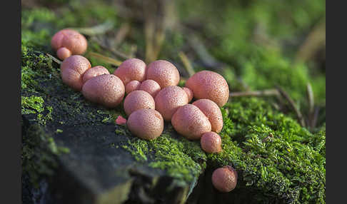 Blutmilchpilz (Lycogala epidendrum)