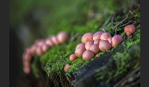 Blutmilchpilz (Lycogala epidendrum)