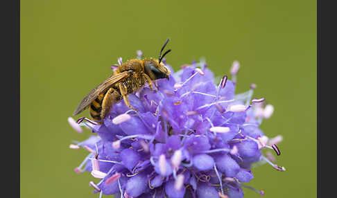 Gelbbindige Furchenbiene (Halictus scabiosae)