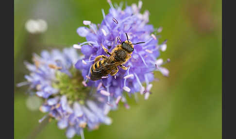 Gelbbindige Furchenbiene (Halictus scabiosae)