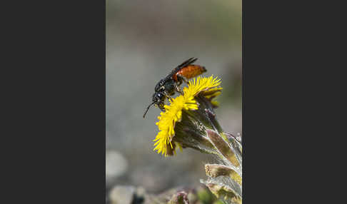 Blutbiene (Sphecodes spec.)