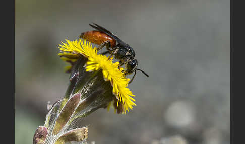 Blutbiene (Sphecodes spec.)