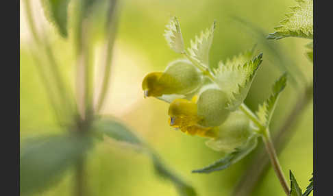 Großer Klappertopf (Rhinanthus angustifolius)