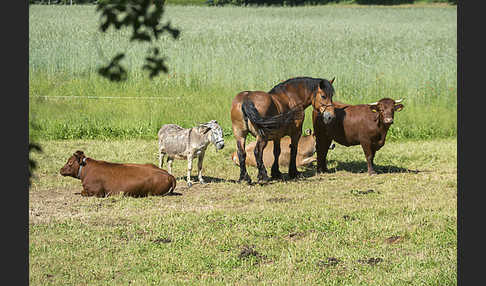 Hausesel (Equus asinus)