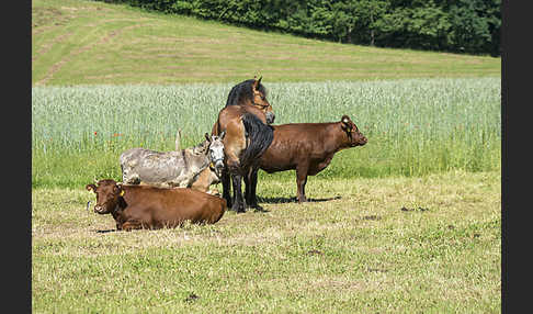 Hausesel (Equus asinus)