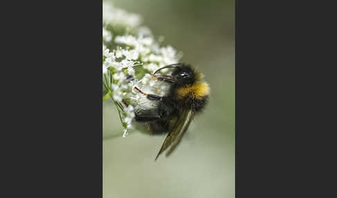 Dunkle Erdhummel (Bombus terrestris)