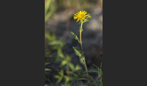 Wiesen-Alant (Inula britannica)