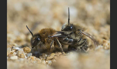 Frühlings-Seidenbiene (Colletes cunicularius)