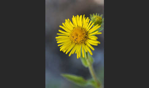 Wiesen-Alant (Inula britannica)