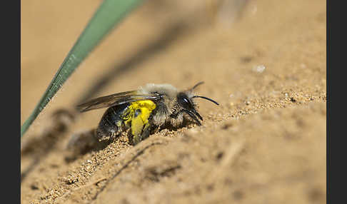 Weiden-Sandbiene (Andrena vaga)