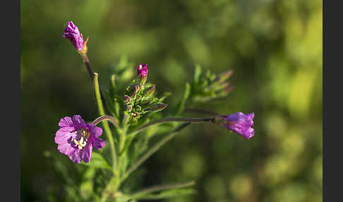 Rauhhaariges Weidenröschen (Epilobium hirsutum)