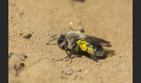 Weiden-Sandbiene (Andrena vaga)