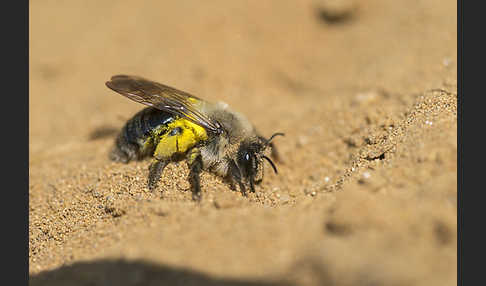 Weiden-Sandbiene (Andrena vaga)