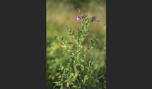 Rauhhaariges Weidenröschen (Epilobium hirsutum)