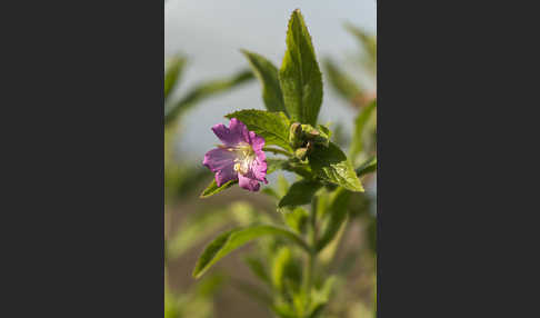 Rauhhaariges Weidenröschen (Epilobium hirsutum)