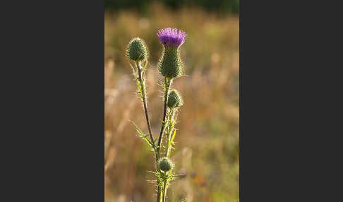 Lanzett-Kratzdistel (Cirsium vulgare)