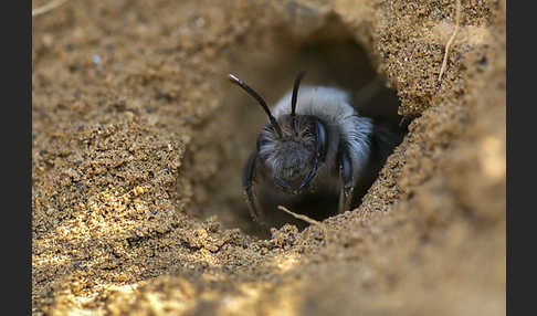 Weiden-Sandbiene (Andrena vaga)