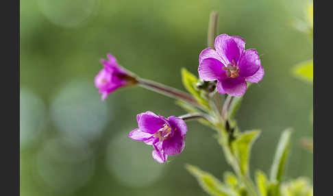 Rauhhaariges Weidenröschen (Epilobium hirsutum)