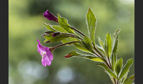 Rauhhaariges Weidenröschen (Epilobium hirsutum)