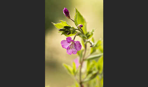 Rauhhaariges Weidenröschen (Epilobium hirsutum)