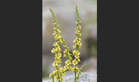 Königskerze (Verbascum spec.)