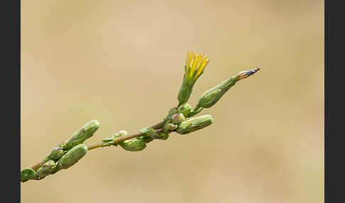 Kompass-Lattich (Lactuca serriola)