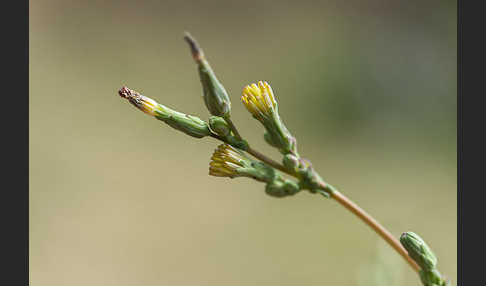 Kompass-Lattich (Lactuca serriola)