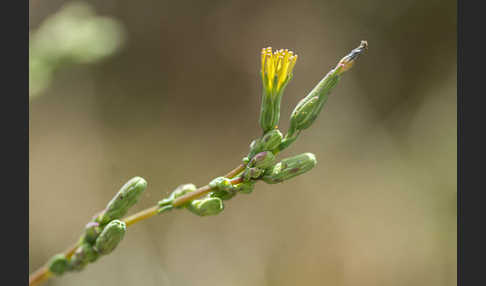 Kompass-Lattich (Lactuca serriola)