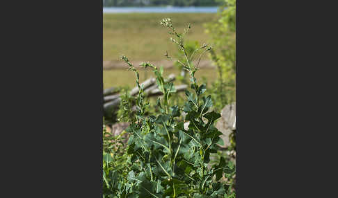 Kompass-Lattich (Lactuca serriola)