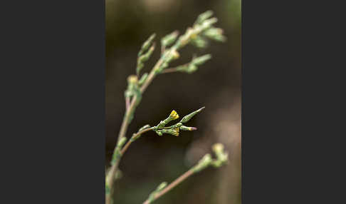 Kompass-Lattich (Lactuca serriola)