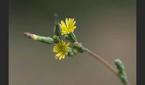 Kompass-Lattich (Lactuca serriola)