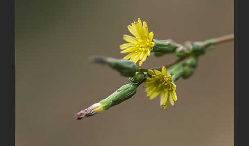 Kompass-Lattich (Lactuca serriola)