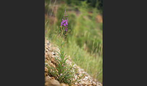 Schmalblättriges Weidenröschen (Epilobium angustifolium)