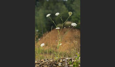 Gemeine Schafgarbe (Achillea millefolium)