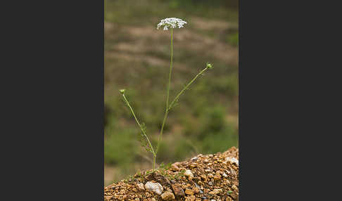 Gemeine Schafgarbe (Achillea millefolium)